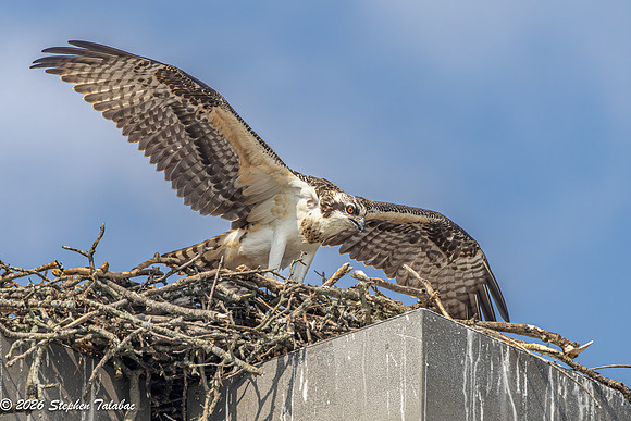 Osprey Fledgling Portraits-17