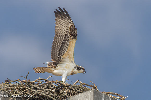 Osprey Fledgling Portraits-19