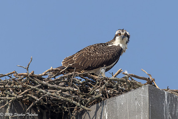 Osprey Fledgling Portraits-20