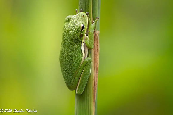 Green Tree Frog-2