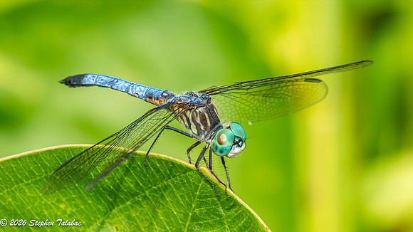 Dragonfly-1