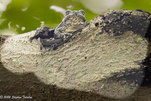 Gray Treefrog-1