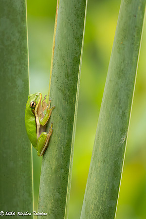 Green Tree Frog-3