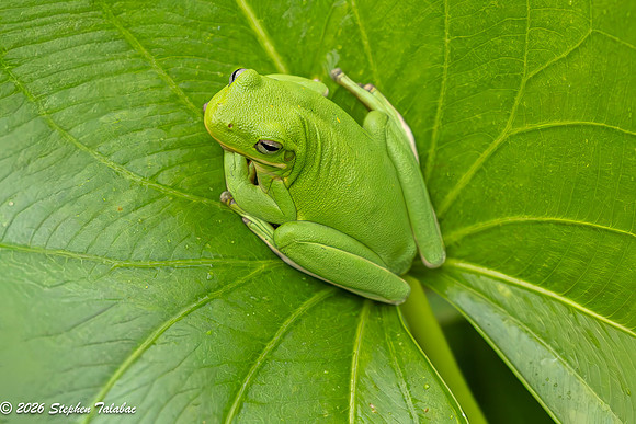 Green Tree Frog-1