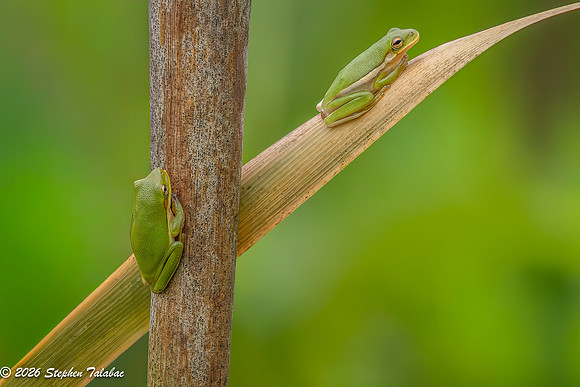 Green Tree Frog-4