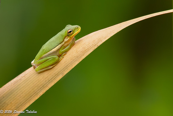 Green Tree Frog-5