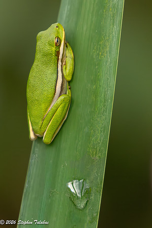 Green Tree Frog-7