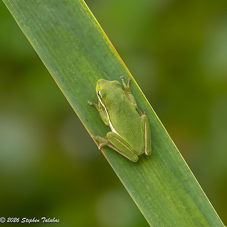 Green Tree Frog-6