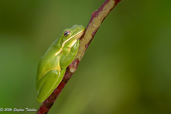 Green Tree Frog-10