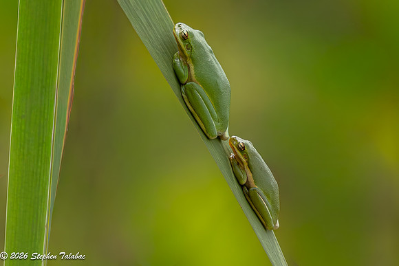Green Tree Frog-12
