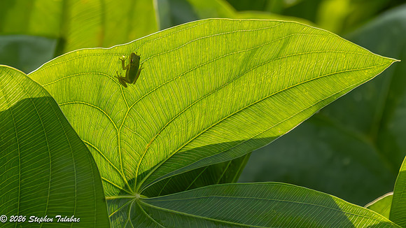 Green Tree Frog-9