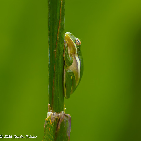Green Tree Frog-13