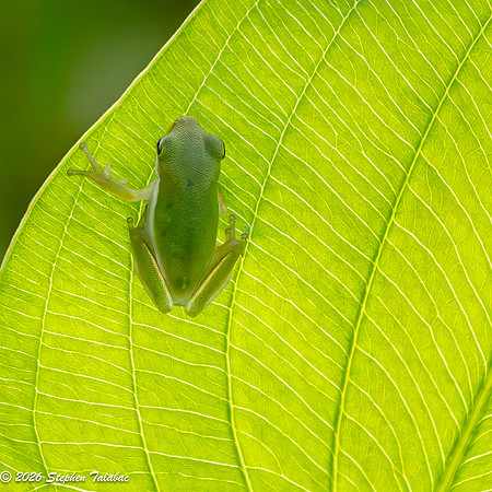Green Tree Frog-8