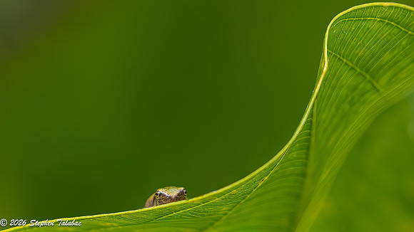 Green Tree Frog-14