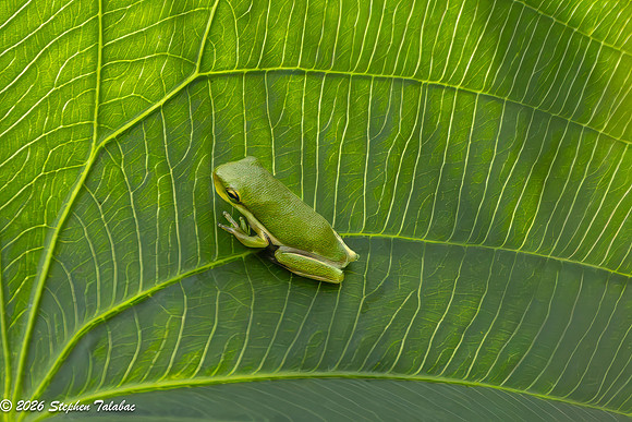 Green Tree Frog-11