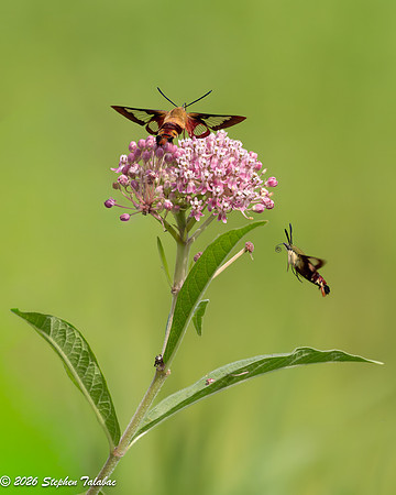 Hummingbird Clearwing Moth-1