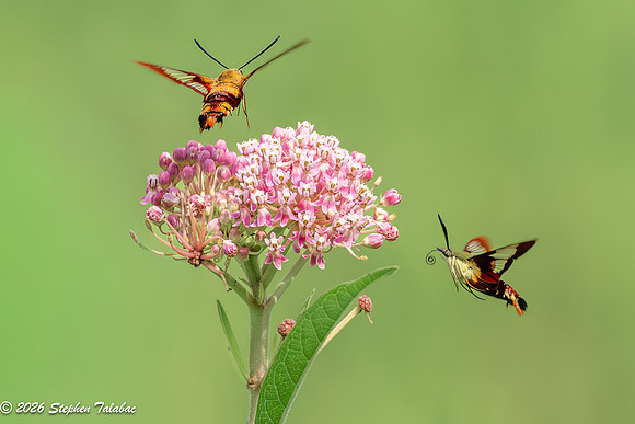 Hummingbird Clearwing Moth-2
