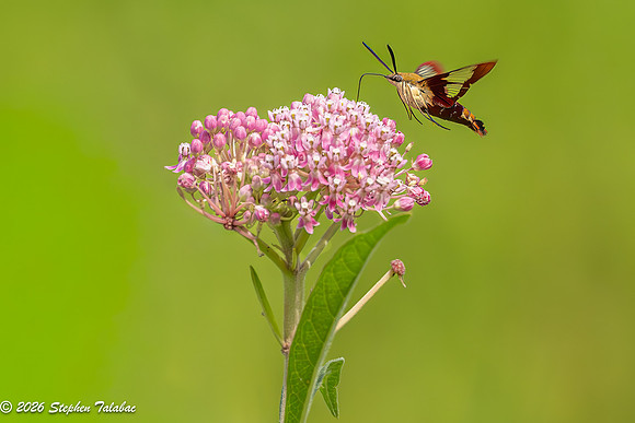 Hummingbird Clearwing Moth-3