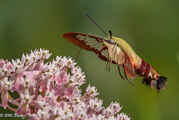 Hummingbird Clearwing Moth-4