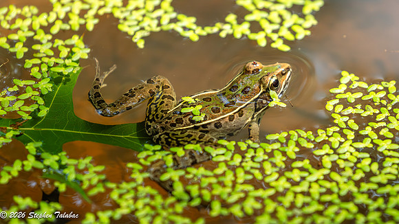 Leopard Frog-2