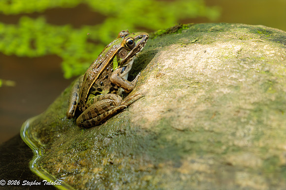 Leopard Frog-1