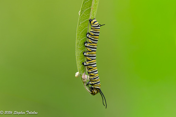 Monarch Butterfly Caterpillar-1