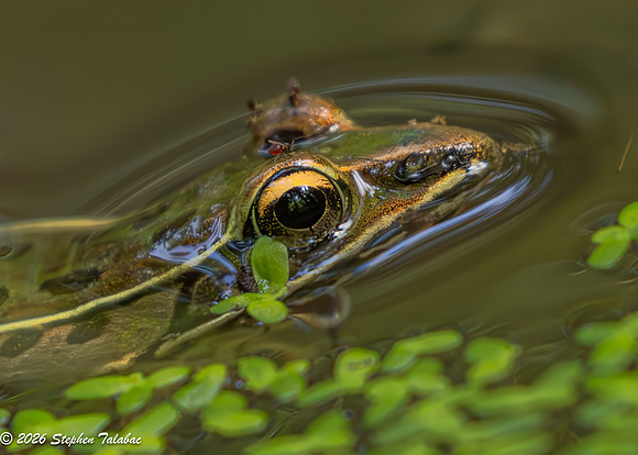 Leopard Frog-4