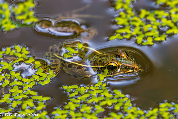 Leopard Frog-3