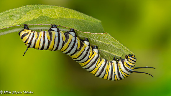 Monarch Butterfly Caterpillar-2