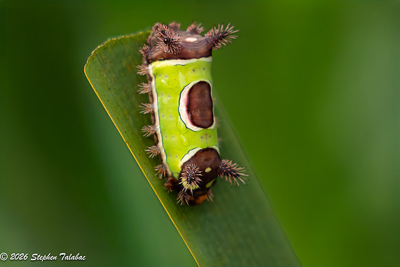 Saddleback Caterpillar-1