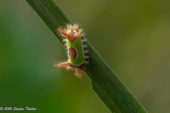 Saddleback Caterpillar-2