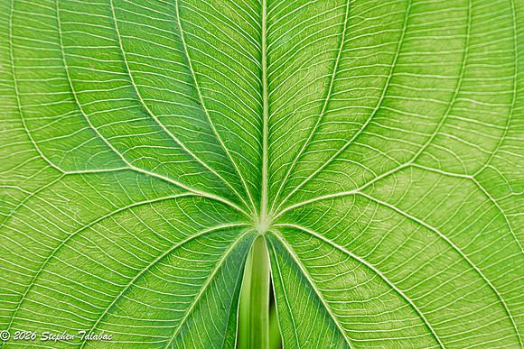 Veined Marsh Leaf-1
