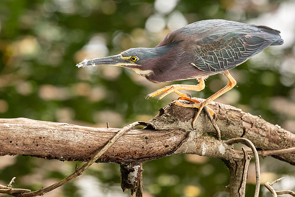 Green Heron & Chicks 01August2022-16