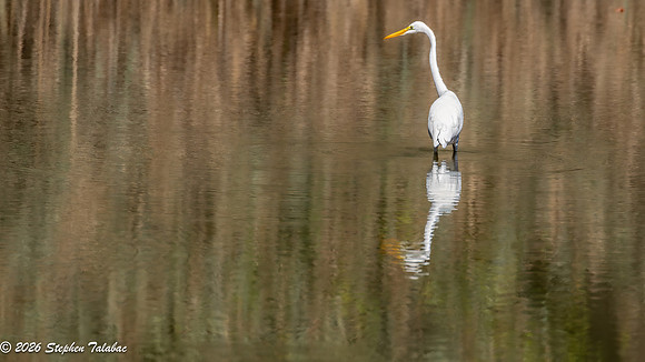Great Egret fishing-1