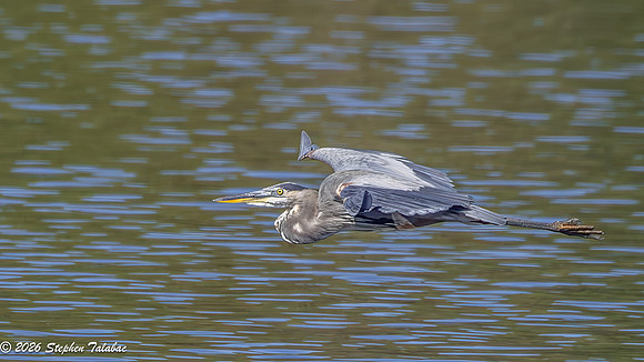 Great Blue Heron-4
