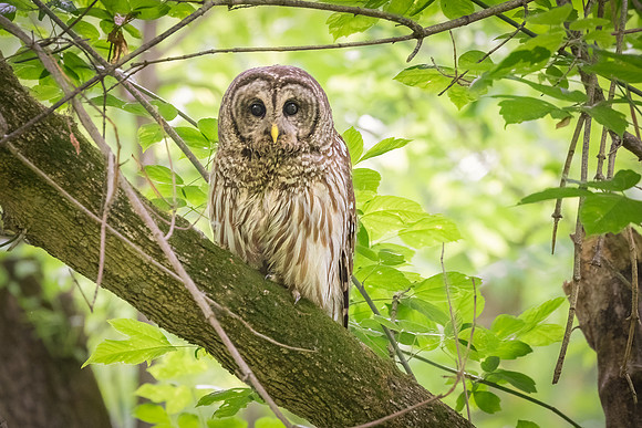 Barred Owls and Owlets-1