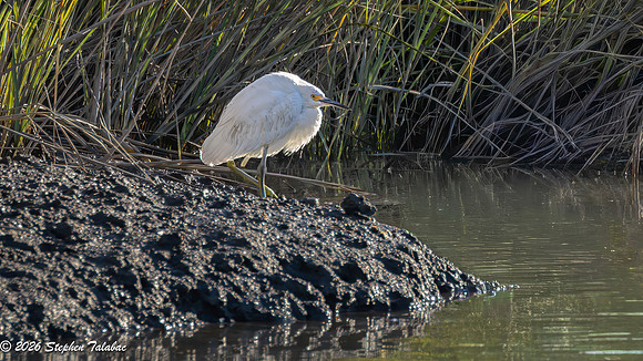 Snowy Egret-5