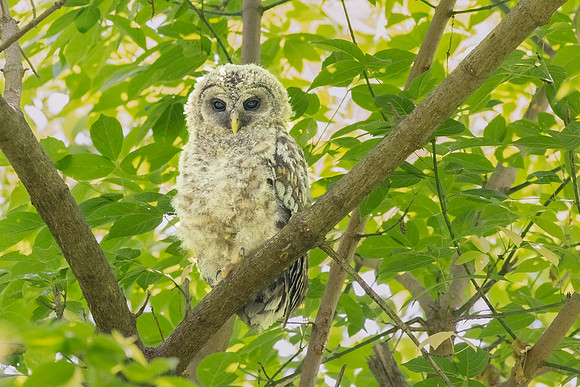 Barred Owls and Owlets-3