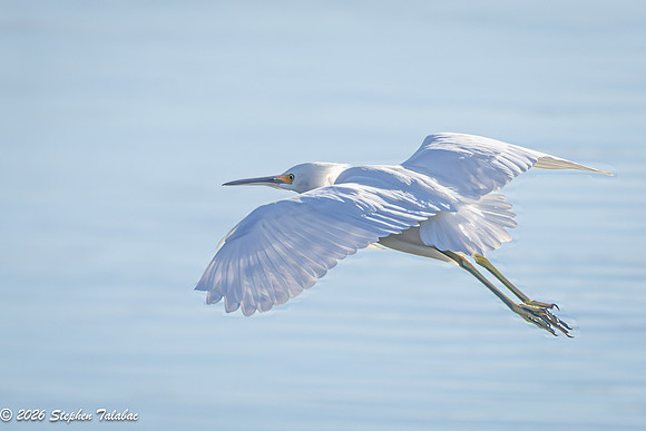 Snowy Egret-1