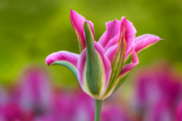 20130503 [C] Longwood Gardens PA 027-Edit v1