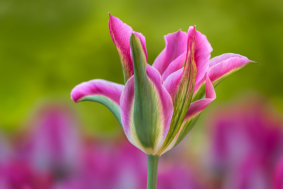 20130503 [C] Longwood Gardens PA 027-Edit v1