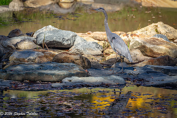 Great Blue Heron-3