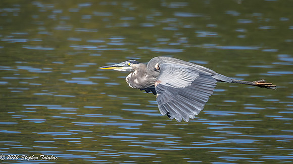 Great Blue Heron-3