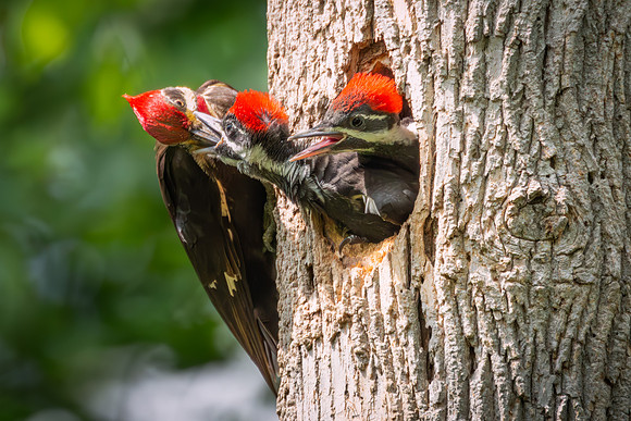 Pileated Woodpeckers 23May2024-2