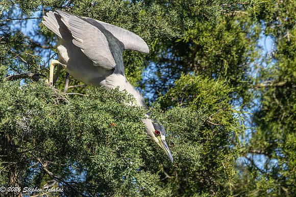 Black-crowned Night Heron-7