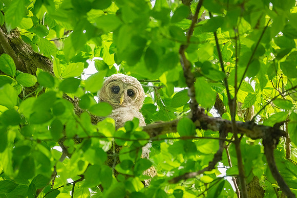 Barred Owls and Owlets-10
