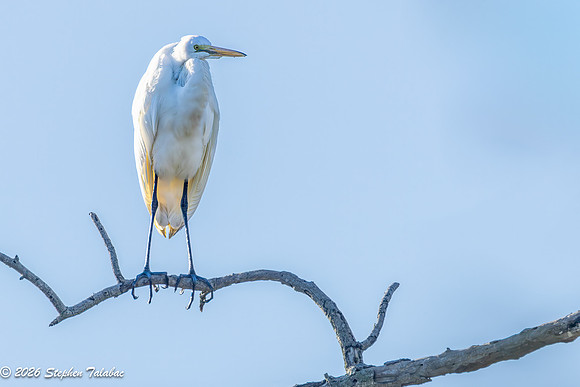 Great Egret-3