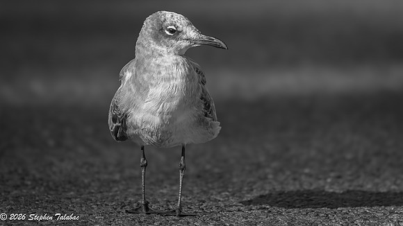 Juvenile Laughing Gull 1st WInter plumage-1b B&W