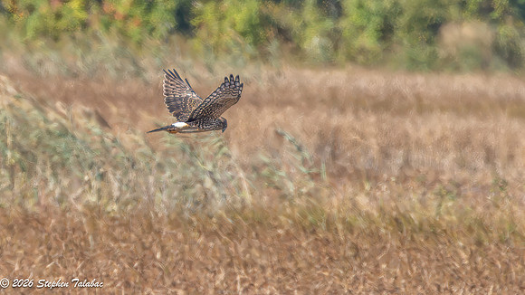Northern Harrier-1