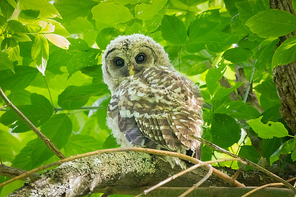 Barred Owls and Owlets-8